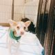 Illustration for article titled We Went To The Puppy Bowl And Brought Back Pictures Of Very Good Doggies And Cats